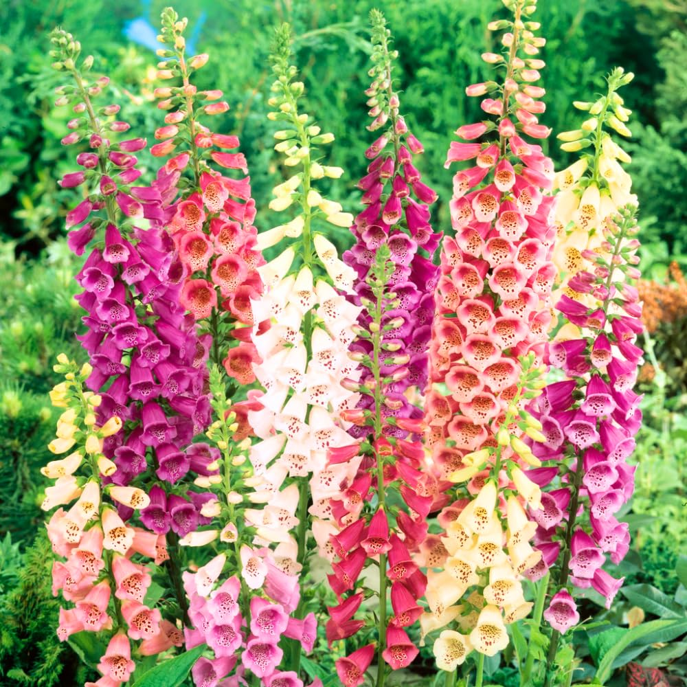 Pack 2 Foxglove Plants Live for Planting, Foxglove Perennial Flowers Well Rooted Plug 3-5" Tall