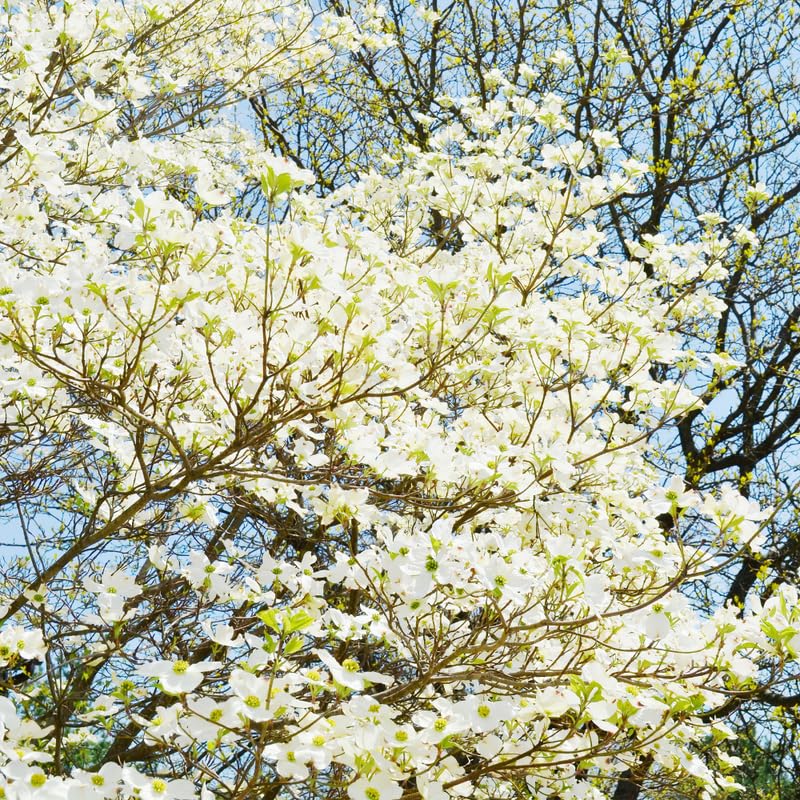 White Dogwood Tree Live Plant, 6-12 Inch Tall Hardy Dogwood Plant in Quart Pot, Dormant in Winter