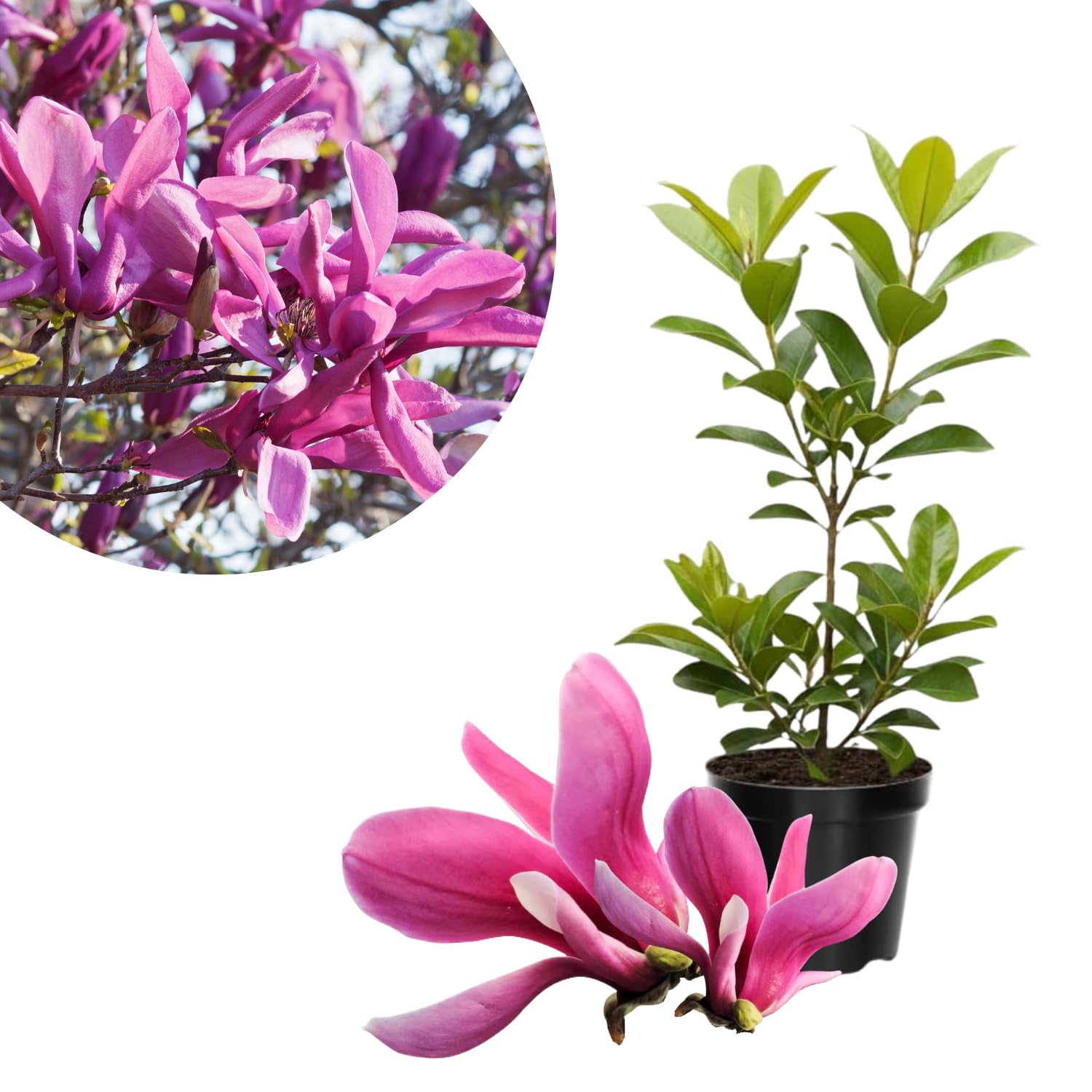 Ann Magnolia Tree Live Plant in 4-8 Inches, Fragrant Spring Blooms, Hardy Perennial Magnolia Flowers Potted Ready to Grow, Winter Dormant
