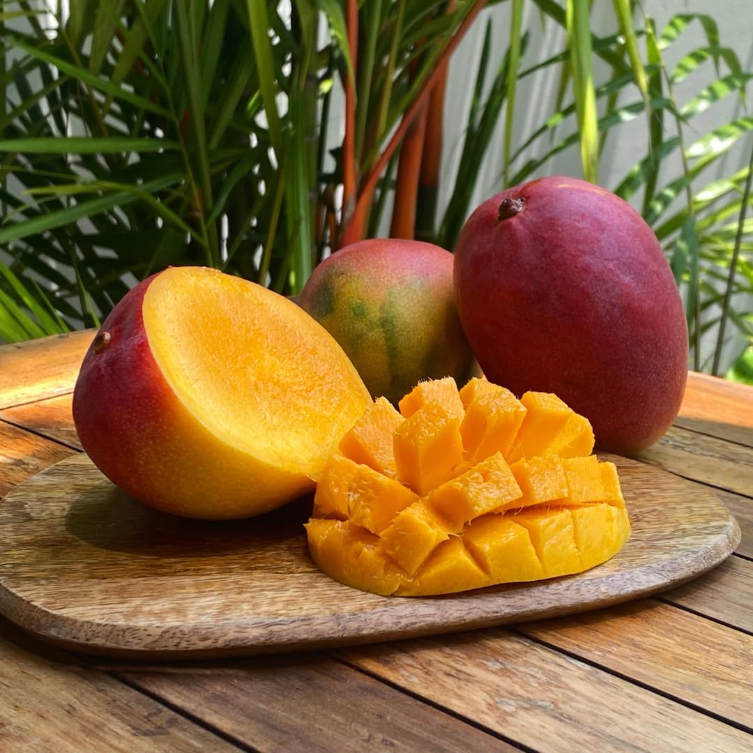 Mango Tree Live Plant, Sweet Mango Plant, Tropical Fruit Tree in 3 Gallon Pot for Outdoor Planting (Ken Mango)