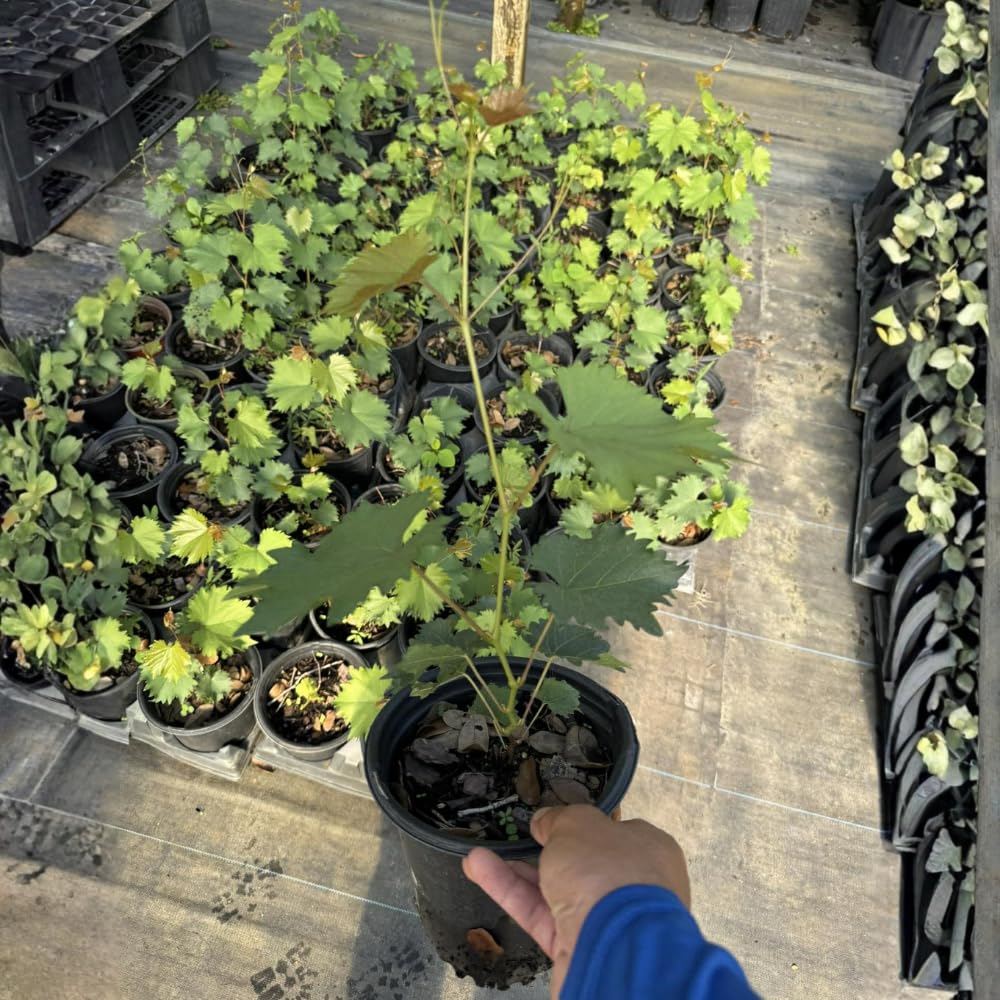 Purple Muscadine Grape Vine Plants, 20-24 Inches Tall Muscadine Grape Vine Live Plant, 1 Gallon Pot - Grapes Vine Plants for Garden, No Ship to CA