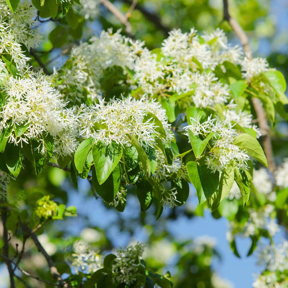 White Fringe Tree Live Plant, Fringe Bare Root for Planting, 16-20 Inc Tall, White Flowers, Hardy Ornamental Trees for Outdoor Garden