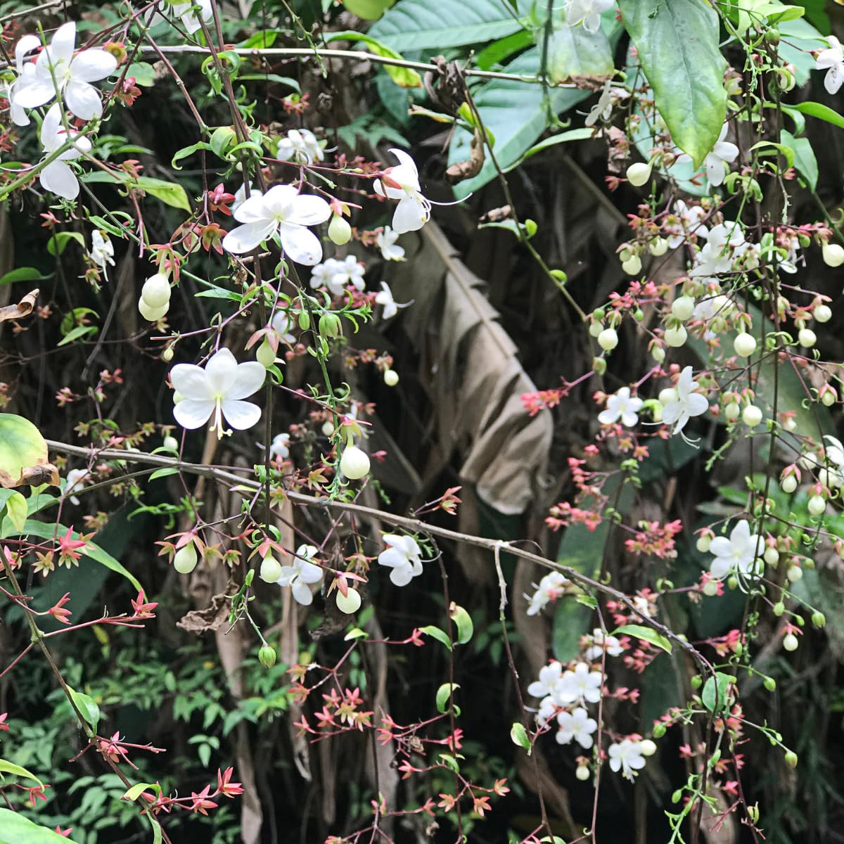 Clerodendrum Plant, Clerodendrum Wallichii Smithianum Plant in 3 Gallon Pot, 1-2 Ft Tall Fragrant Light Bulb Chain of Glory Flowers Vine Bush, Well Rooted