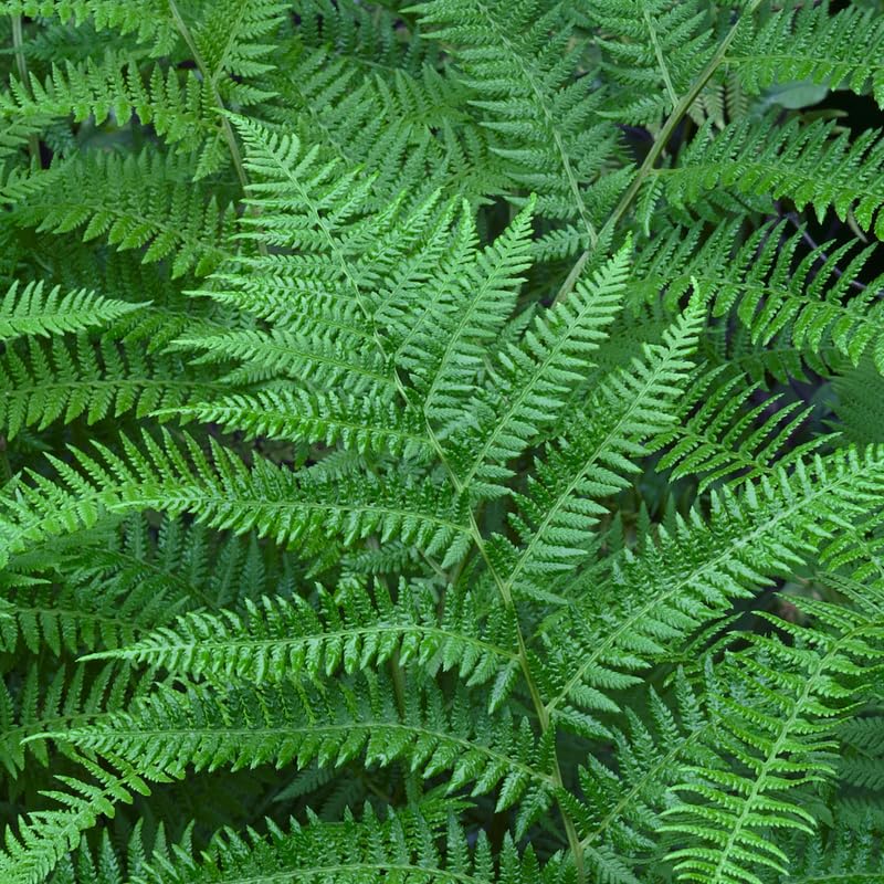 5 Lady Ferns Live Plants Rhizomes, Ferns Live Plants Outdoors Indoors, Pack 5 Bare Roots