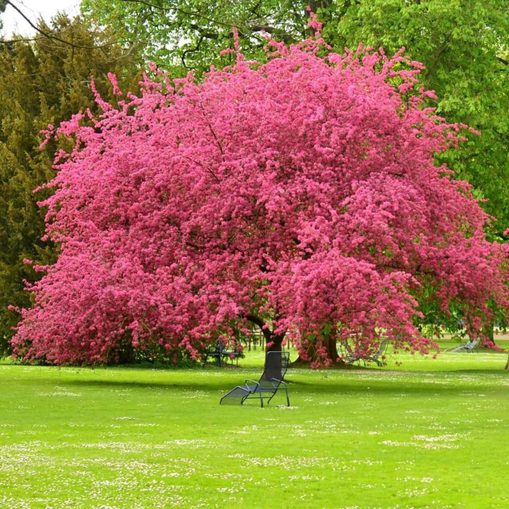 Dogwood Tree Live Plant, Flowering Dogwood Plant Well Rooted in Quart Pot, Dormant Hardy Ornamental Tree (Pink Dogwood)