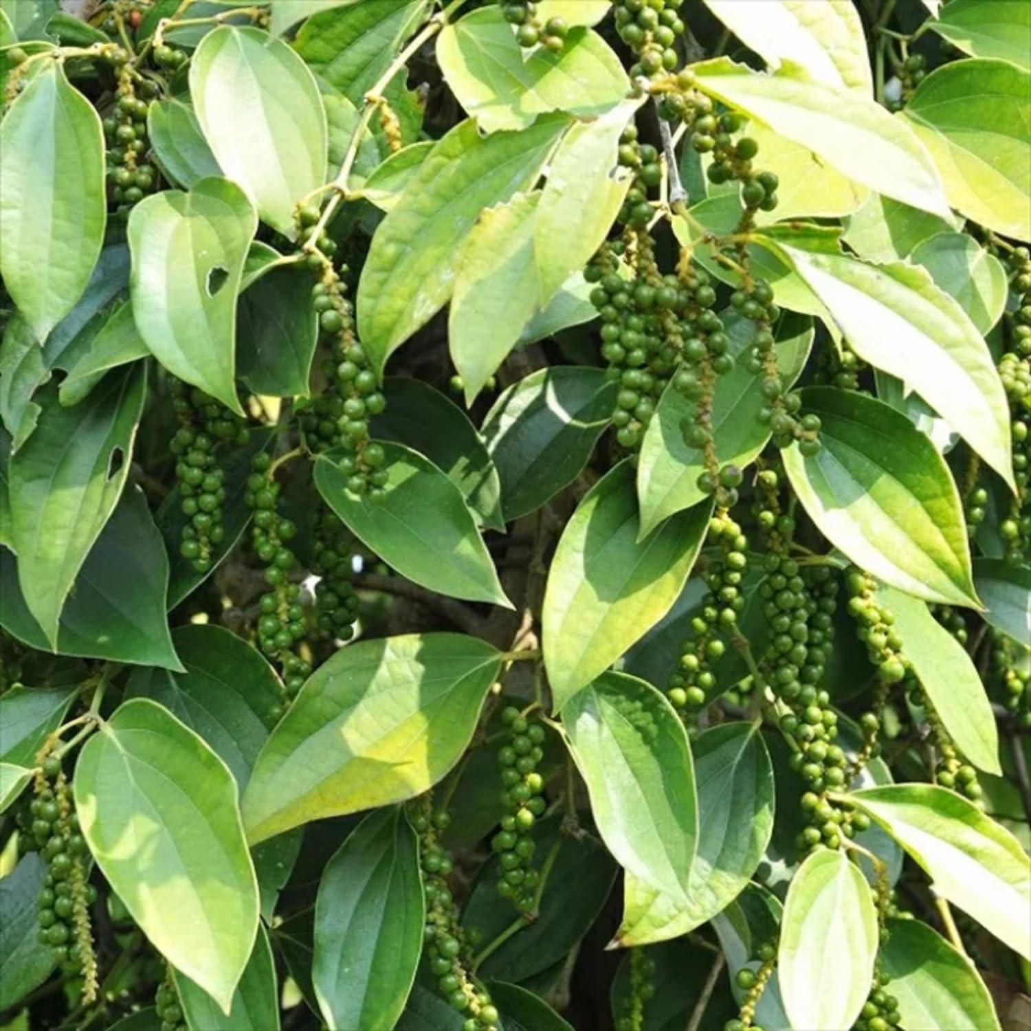 2 Piper Nigrum Plants Live, 5 to 8 Inches in Height Black Pepper Plant Live Starter Plant