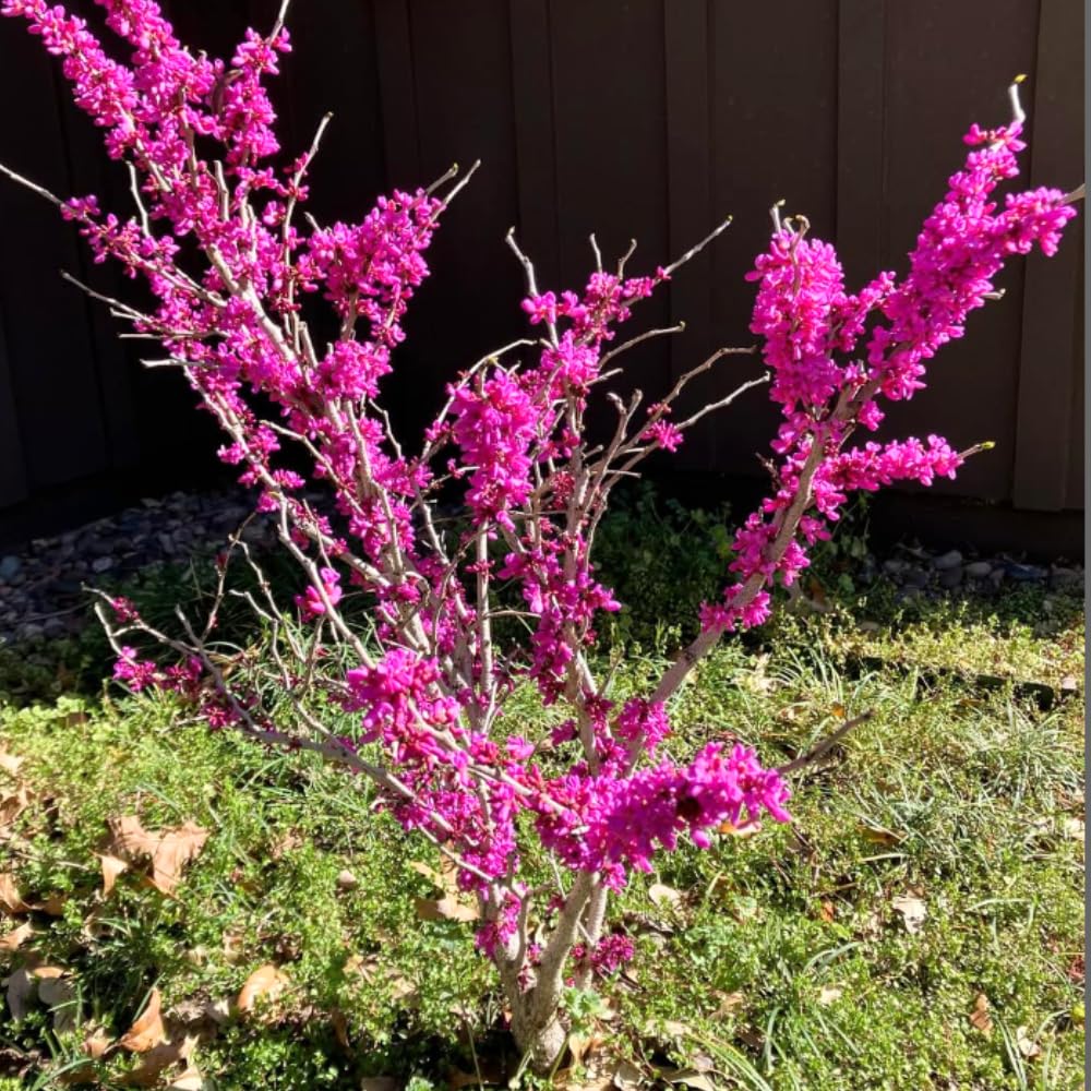 Eastern Redbud Tree Live Plant in Quart Pot, Ornamental Redbud Seedling, Pink Flowering Tree for Gardening, Winter Dormant