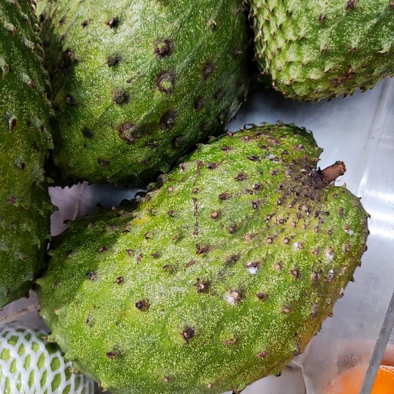 Live Soursop Tree, Guanabana Giant Soursop Tree Live Plant in 1 Gallon Pot for Planting Outdoors, No Ship to CA