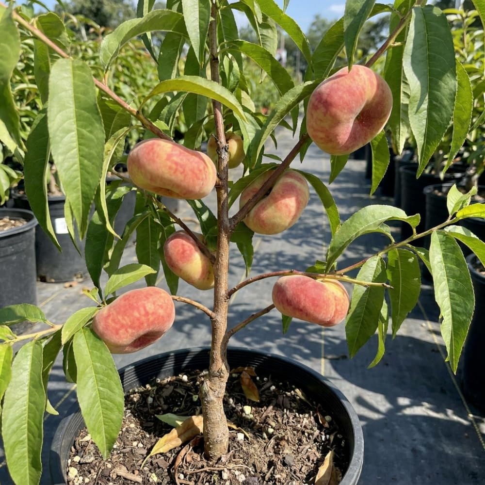 Donut Peach Tree Live Plant, 2 to 3' Tall in 5 Gallon Pot, Peach Fruit Tree, Sweet Fruit for Outdoor Planting, No Ship to CA