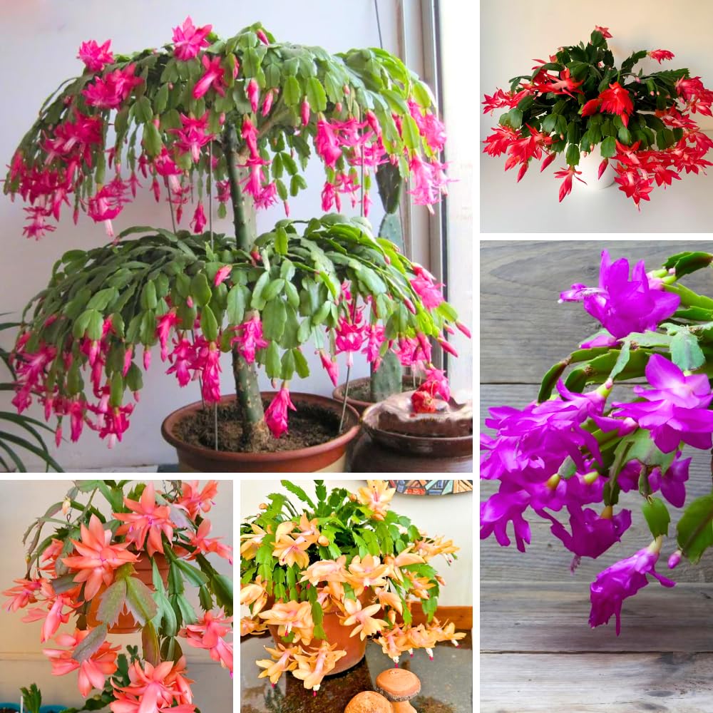 Christmas Cactus Live Plant 4'' Pot, Holiday Blooming Houseplant for Pot, Hanging Baskets, Indoor Outdoor Planting (Mixed Christmas Cactus)