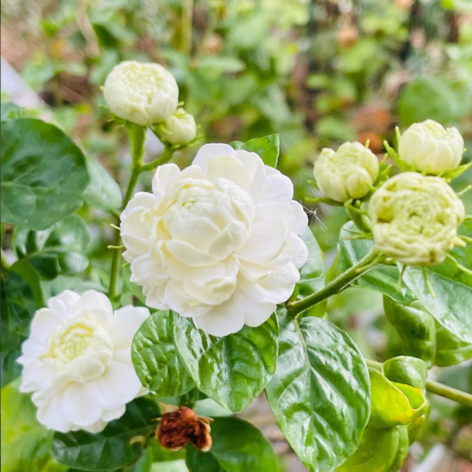 Duke Jasmine Live Plant, Fragrant Climbing Vine, White Flower Blooms, 2-3 Feet Tall in 3 Gallon, Indoor Outdoor Garden, No Ship to CA