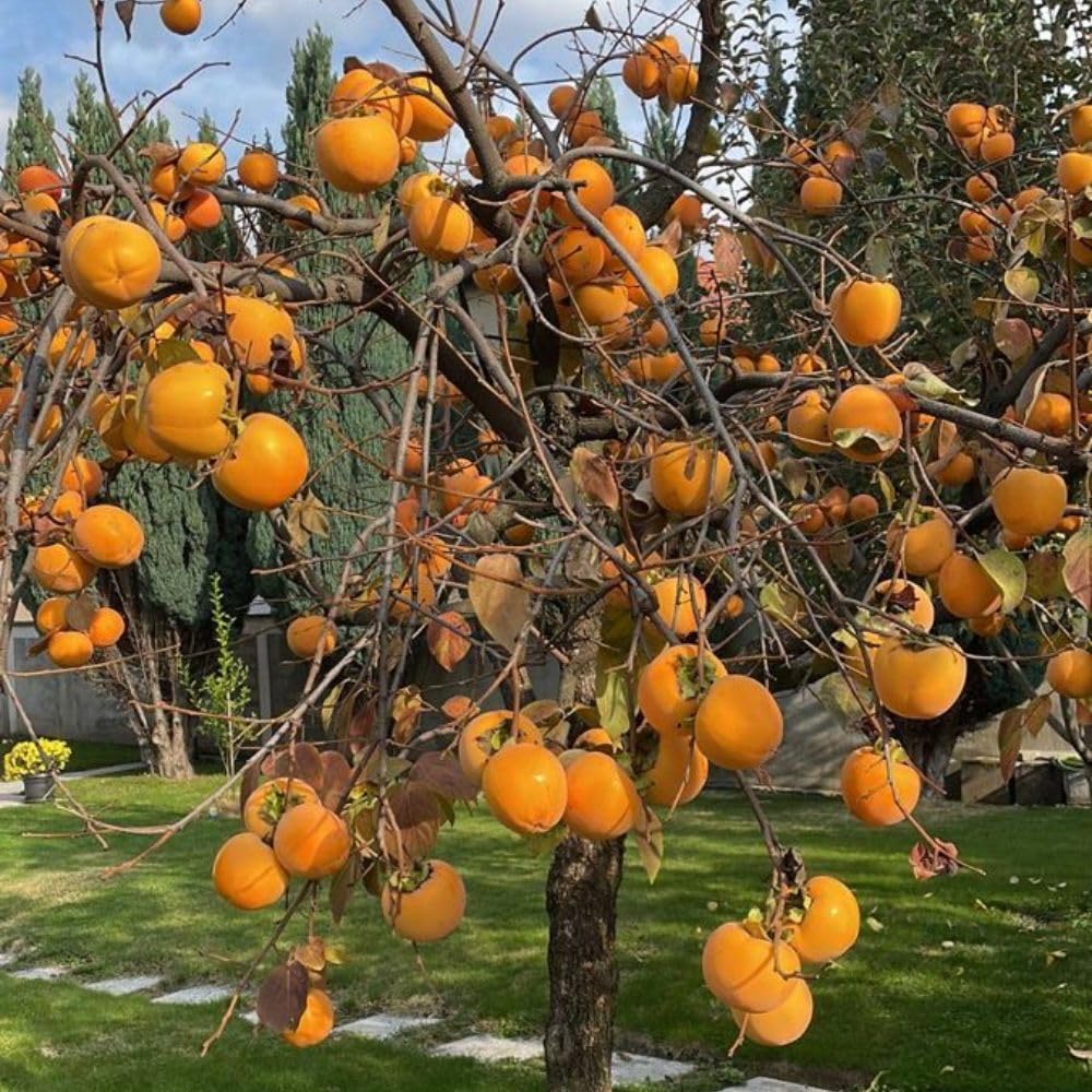 Live Sweet Persimmon Tree 3 to 4 Feet Tal, Persimmon Fruit Tree in 3 Gallon Pot, Well Rooted Garden Plant, No Ship to CA