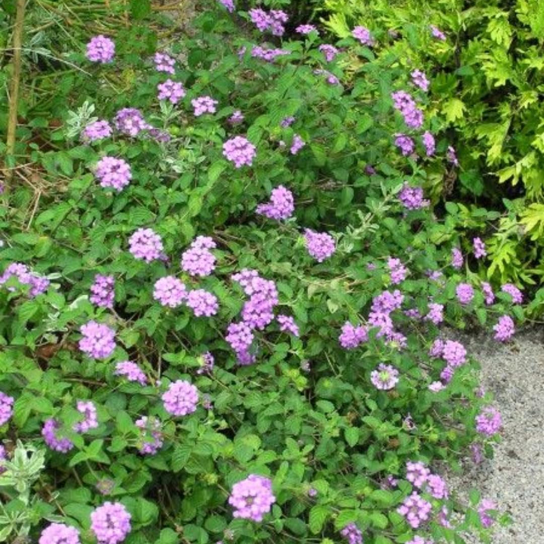 2 Lavender Lantana Plants Live, 5 to 7 Inches Tall, Lantana Live Plants for Planting Outdoors, Perennial Flower Plant