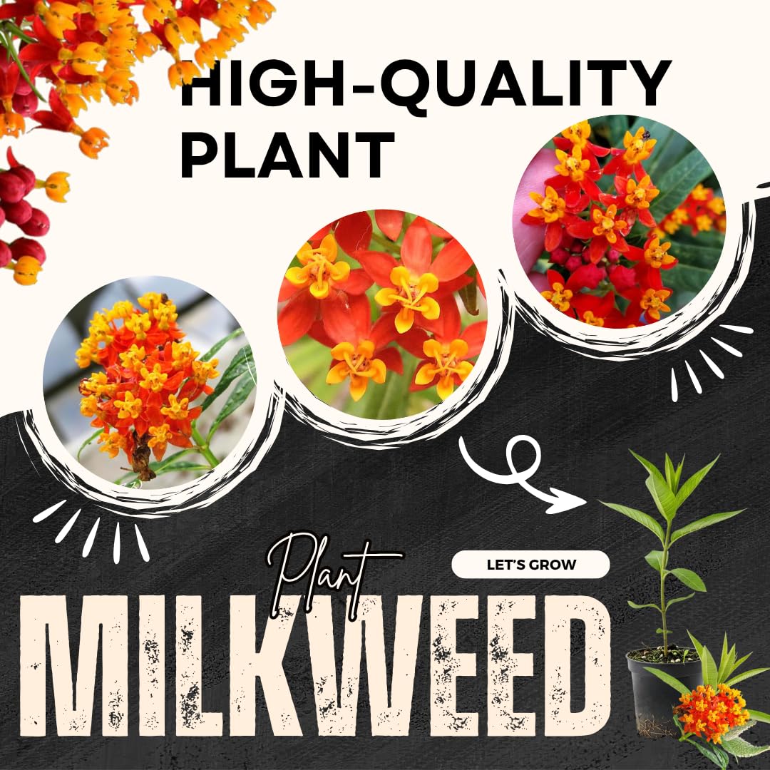 2 Butterfly Milkweed Plants Live, Tropical Milkweed Live Plants, Asclepias Tuberosa Plants, 4-9" Height for Outdoor Planting (Tropical Red Milkweed)