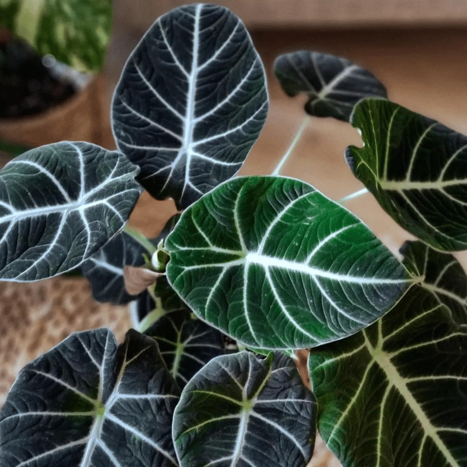 Black Velvet Alocasia Live Plant, Black Alocasia Houseplant Indoor Home Garden, Rare Alocasia Plant, No Pot