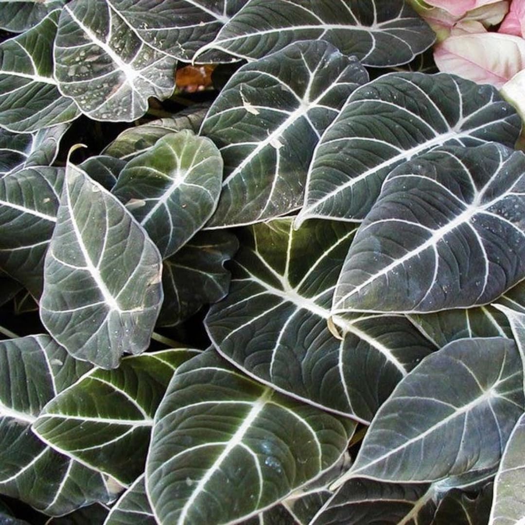 Black Velvet Alocasia Live Plant Houseplant, 4 to 7 Inc Tall, Alocasia Plant Live, Easy to Plant