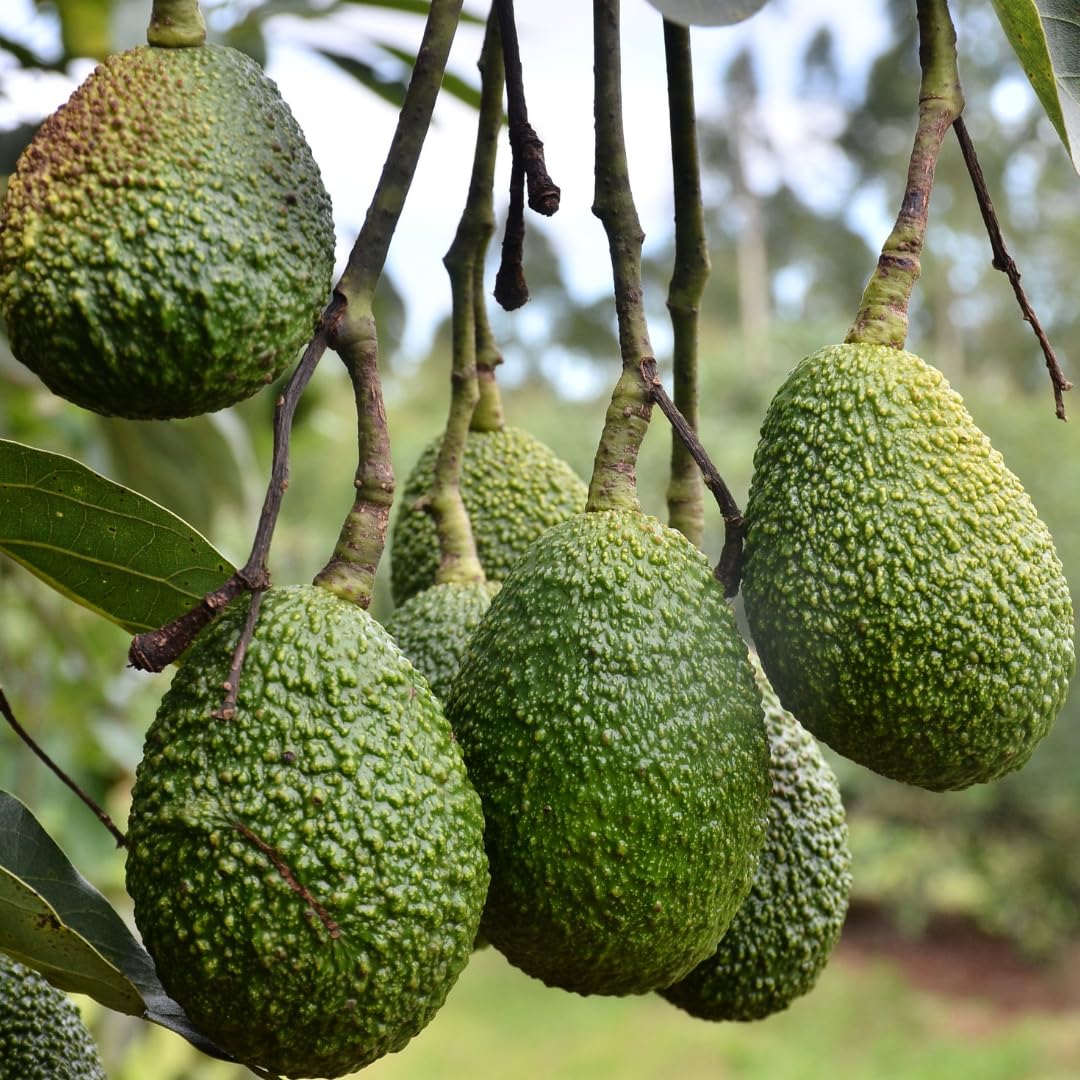 Live HASS Avocado Tree, Grafted Tropical Avocado Fruit Tree, 1-2 Feet Tall in 3 Gallon Pot, Ready for Planting, No Ship to CA