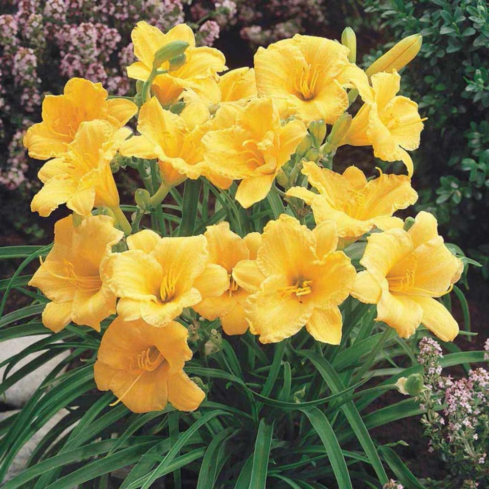 5 Yellow Daylily Bulbs for Planting, Reblooming Daylilies Bulbs, Perennial Flowers Bulbs