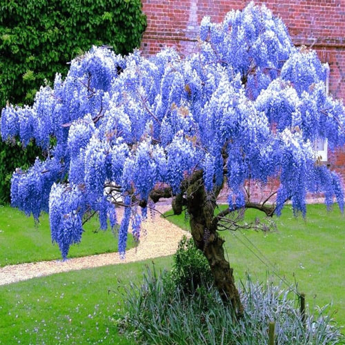 02 Purple Wisteria Trees Live Plants or Vine Bush, 6-12" Flowering Shrub for Outdoor Planting, Fragrant, Fast-Growing