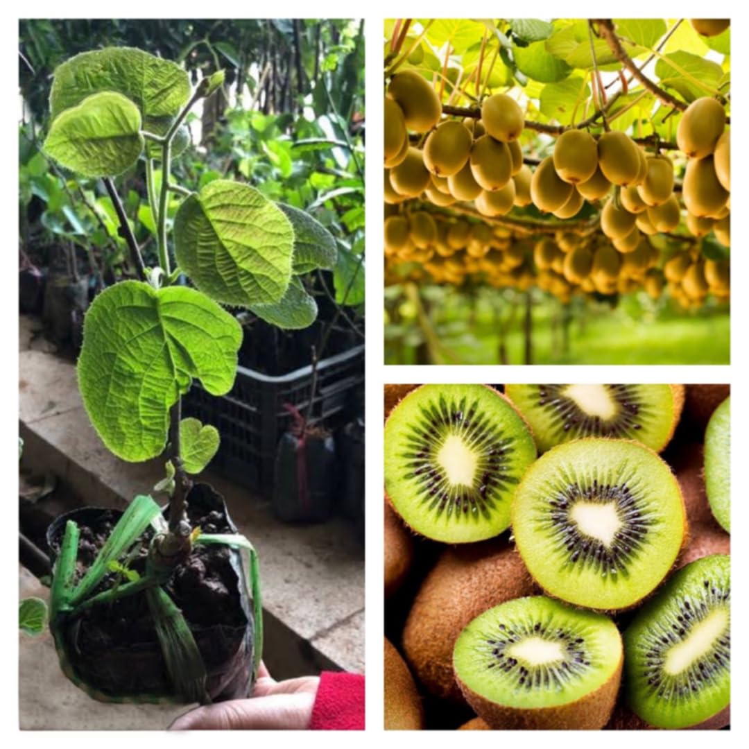 Sets 2 Kiwi Vines Trees Live Plants for Growing, High-Yielding Sweet and Hardy Tree, Starter Size, 4 to 6 Inches in Tall, No Pot
