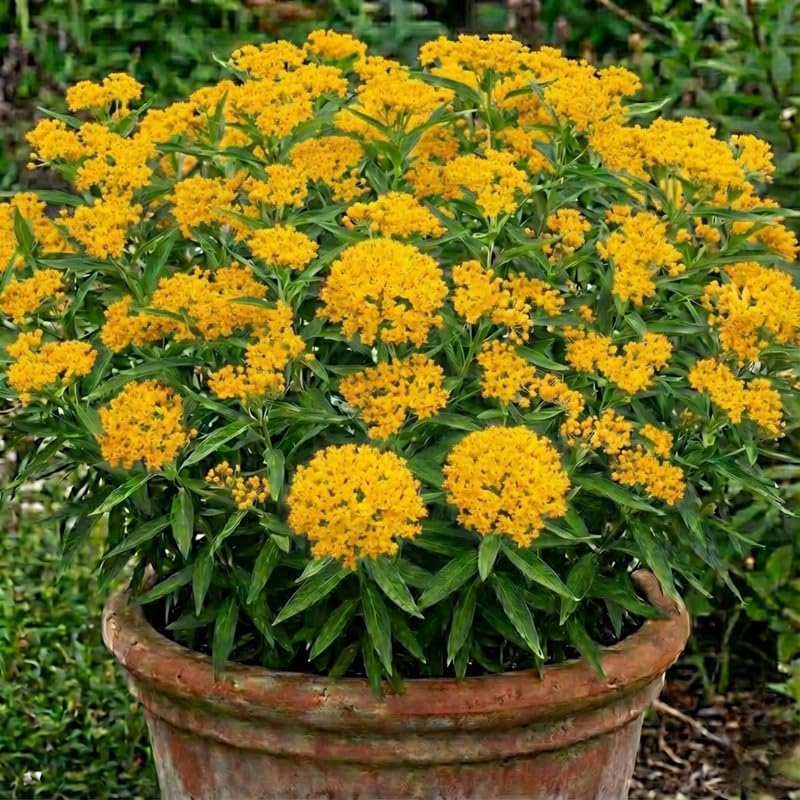 2 Yellow Milkweed Plants Live for Spring Planting, Butterfly Mikweed 4-8" in Tall, Asclepias Tuberosa Plants Bush for Perennial Flowers Outdoor Growing