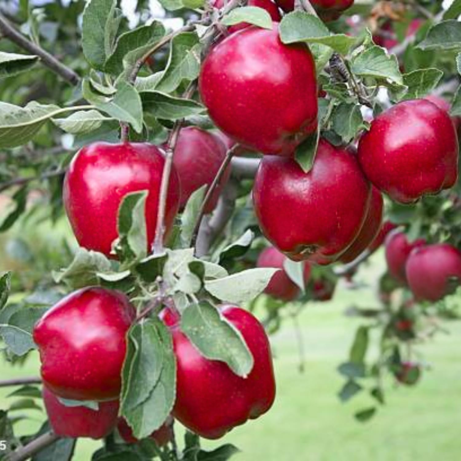 Apple Plant Live, Red Apple Tree Live Plant for Home Orchard, 2 Feet Tall, Tropical Fruit Plant for Gardening