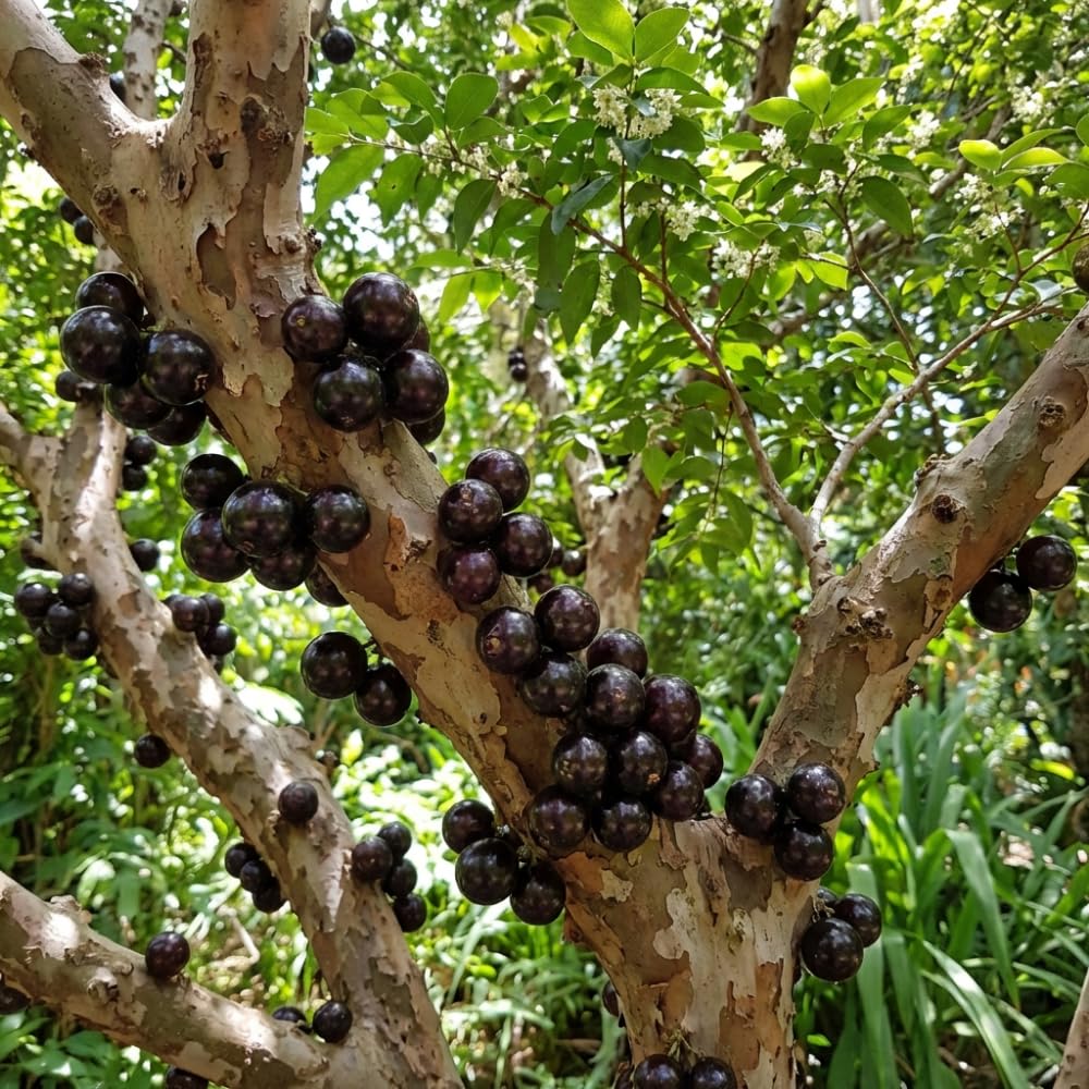 Jaboticaba Tree Live Plant, Jaboticaba Tree, Jabuticaba Fruit Tree, 2-3 Feet Tall, Black Jabuticaba Plant for Indoor Outdoor Growing