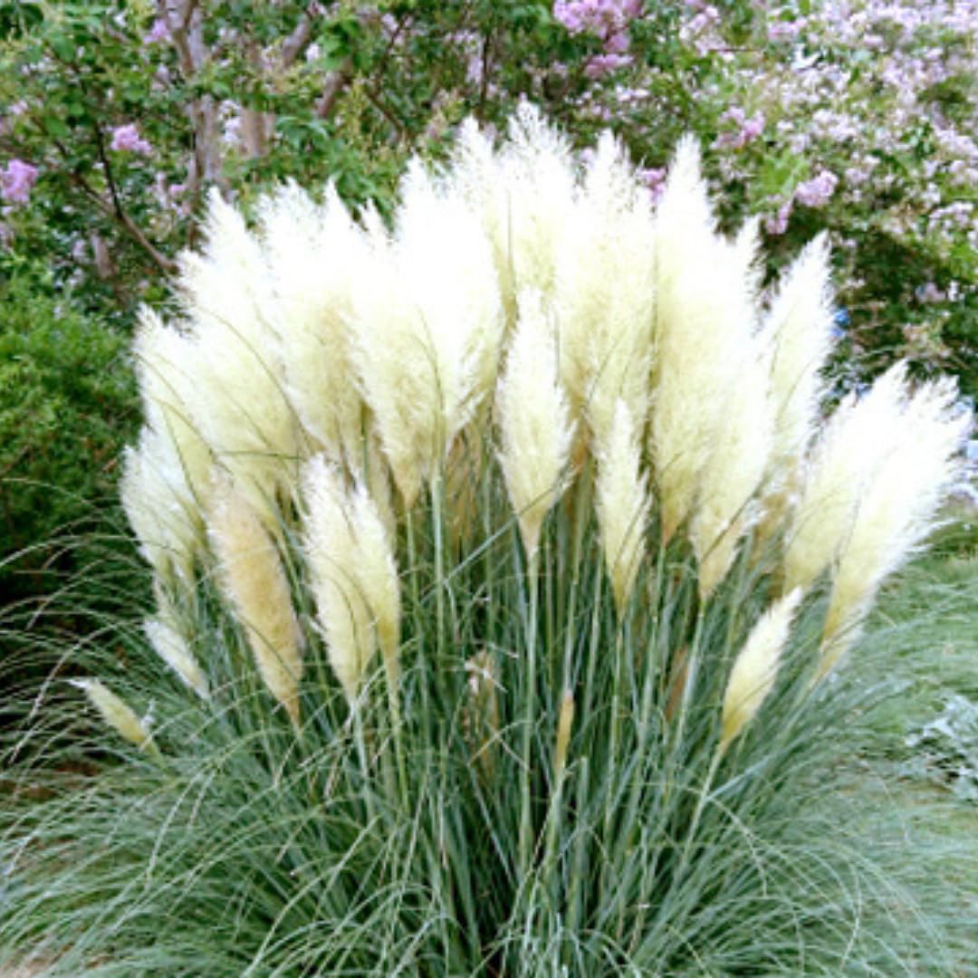 Ornamental Grass Live Plants, 3 White Pampas Grasses Plants Live from 5 to 7 Inches Long, Zone 7 to 11