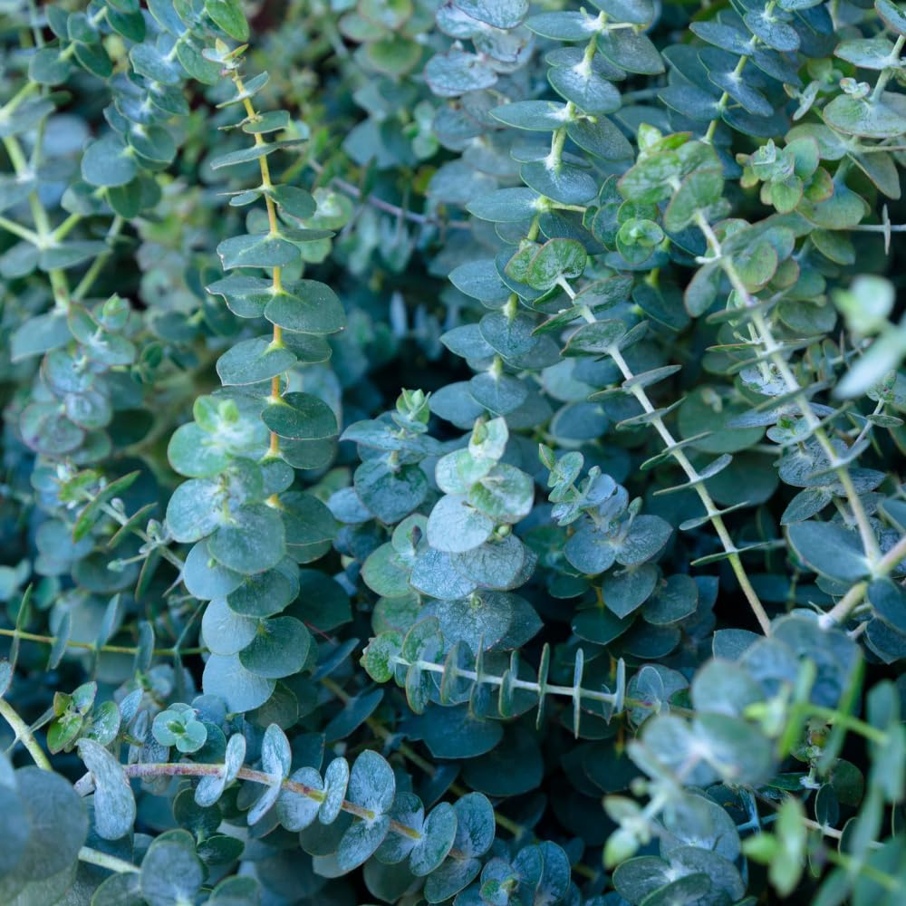 2 Baby Blue Eucalyptus Live Plants, Fragrant Eucalyptus Tree, Outdoor Garden Growing 3-6 Inches