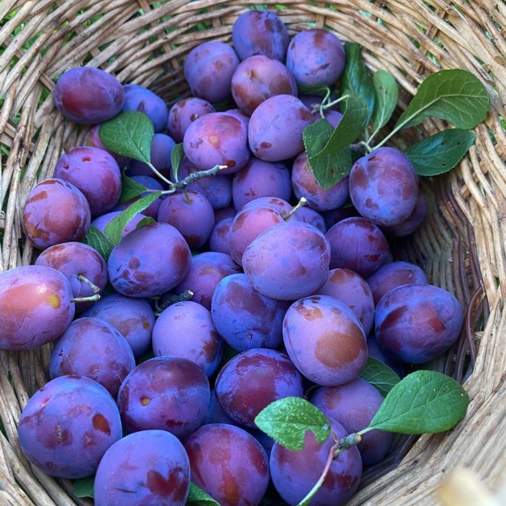 Sweet Purple Plum Plant, 6-14" Tall Hardy Purple Plum Fruit Trees, Bare Root, Dormnt, Easy Grow in Home Orchard