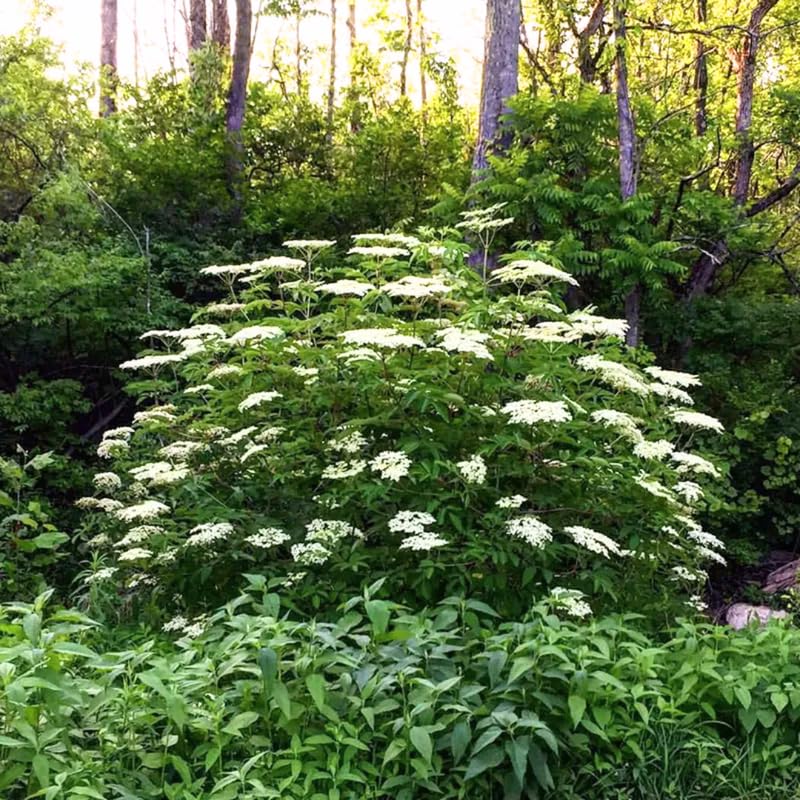 1 Elderberry Bushes Plants Live, No Pot, 6-12" in Tall, Dormant, No Leaf, Cold Hardy for Outdoor Planting