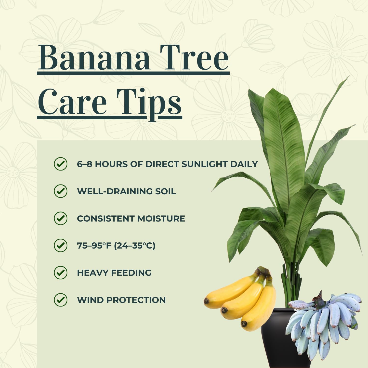 2 Cavendish Banana Plants Live, Banana Fruit Tree Starter, Indoor Outdoor Planting, 4-6 Inches Tall