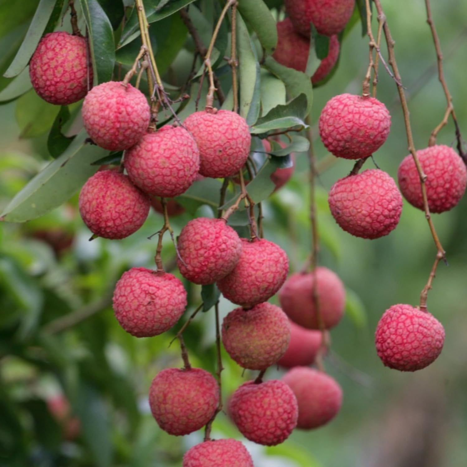 Sweet Lychee Live Plant, Tropical Lychee Fruit Tree for Planting, 3 Feet Tall in 3 Gallon Pot, No Ship to CA