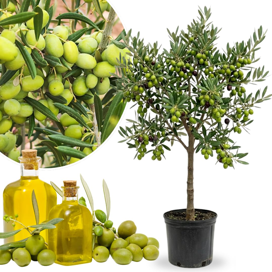 2 Years Old Live Olive Tree Plant, 2-3 Feet Tall, Olive Plant Live 1 Gallon Pot, Ready to Harvest, No CA