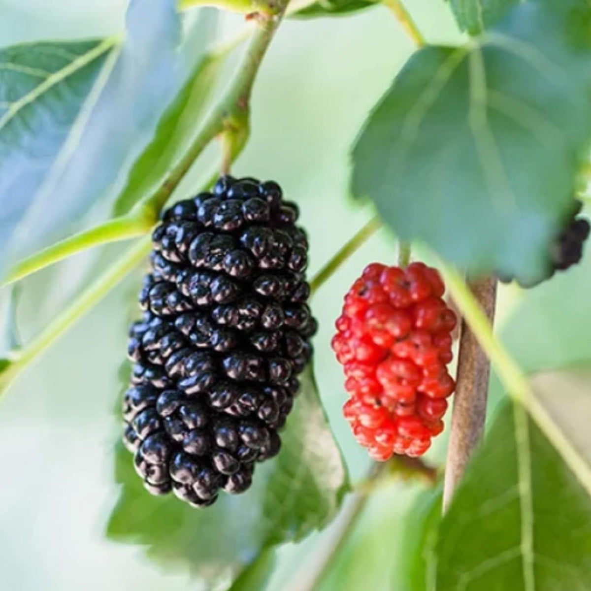 Mulberry Tree Live Plant, Illinois Everbearing Mulberry Bushes for Home Gardens, Mulberry Plant Live, Mulberry Fruit, 5-9 Inc Tall