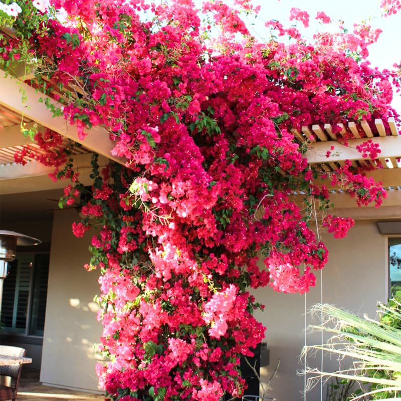 3 Magenta Red Bougainvillea Plants Live, 4-8” Tall Flowering Bougainvillea Vines, Tropical Climbing Plants for Garden or Containers, No Pot
