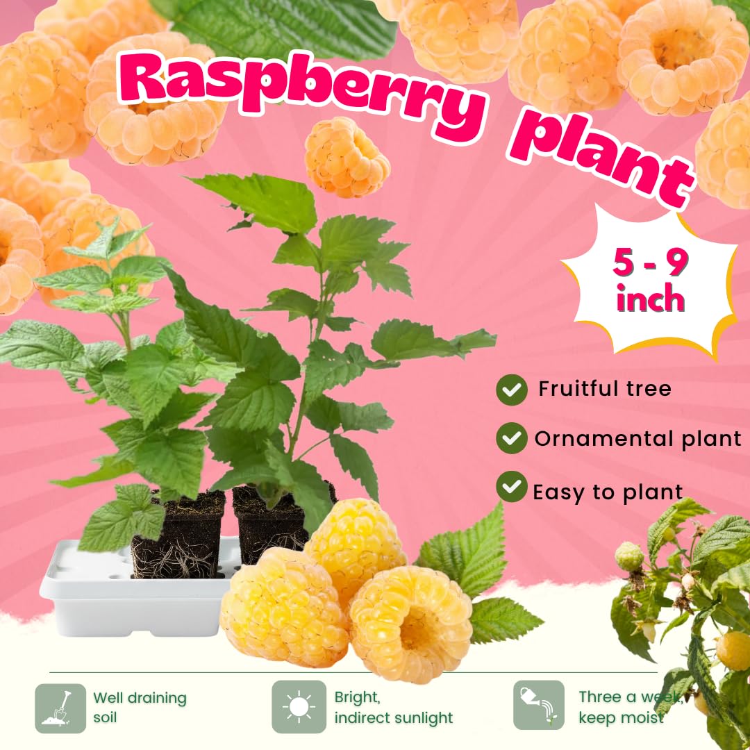 2-Pack Raspberry Plants Live, Raspberry Bushes Live Plants Well-Rooted, 5-9 Inch Tall, Raspberry Fruits (Fall Gold Raspberry)