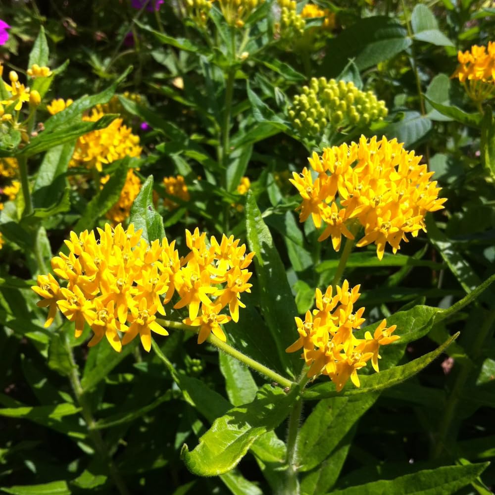 Pack 4 Butterfly Milkweed Plants Live, Milkweed Live Plants, 5-8" Height Asclepias Tuberosa Perennial Flowers Home Garden (Yellow Milkweed)