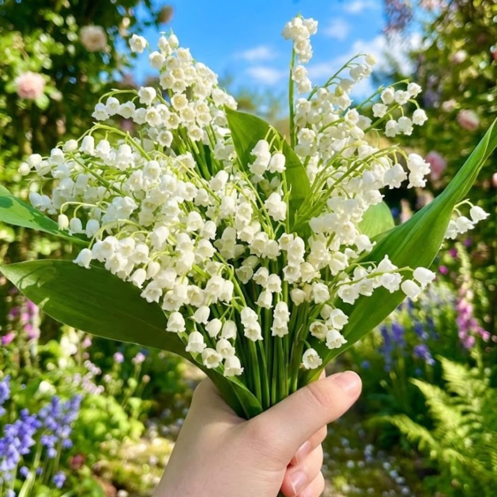 10 Large Lily of The Valley Roots for Planting, Perennial Sweet Fragrant White Flower, Zones 2 to 9, Cold Hardy
