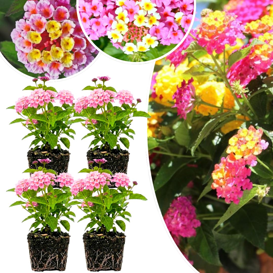 Pack 4 Lantana Plants Live for Planting, Trailing Live Plants 4-9 Inch Tall, Perennial Lantanas Flowers Indoor Outdoor (Pink Lantana)