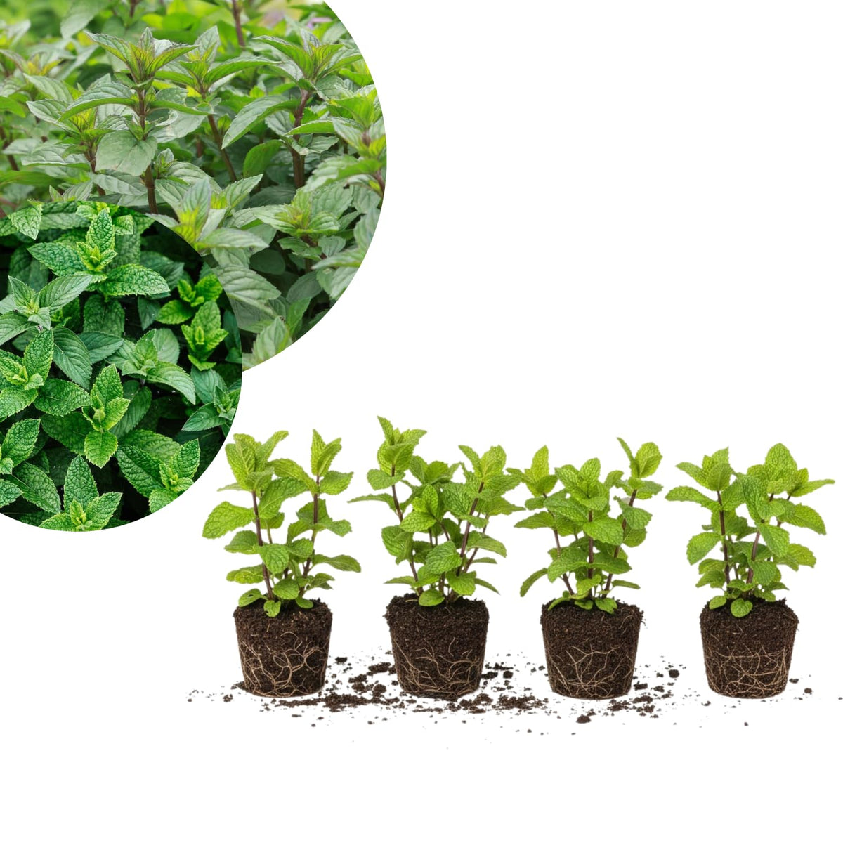 Set of 4 Peppermint Live Plants, Well Rooted Mint Herbs Plants 4-7 Inches, Fragrant Leaves, Outdoor or Container Growing