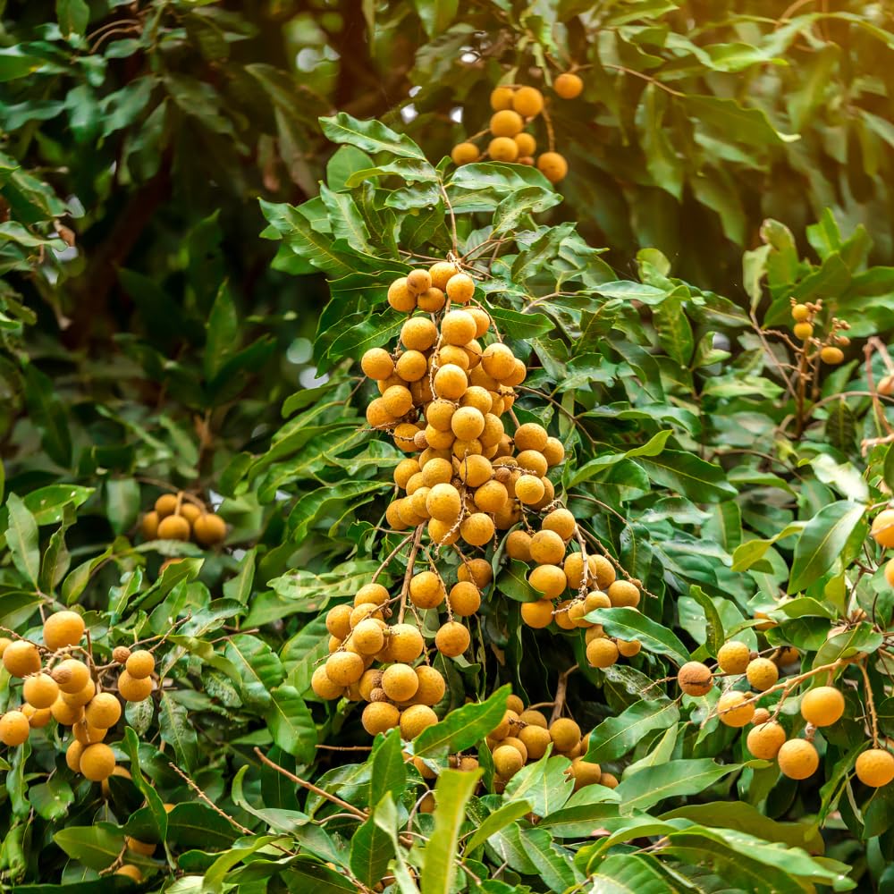 Longan Tree, Sweet Longan Live Plant, Outdoor Garden Planting from 2 Ft Tall, No Ship CA