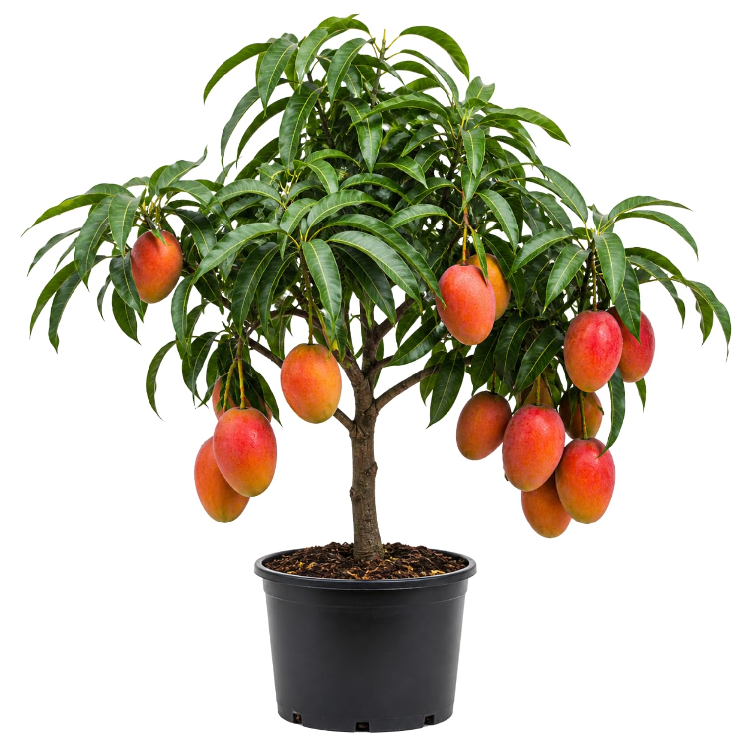 Valencia Mango Tree Live Plant 2.5-3 Ft Tall, Tropical Fruit Tree for Garden Planting, Outdoor Mango Plant in 3 Gallon Pot, No Ship to CA