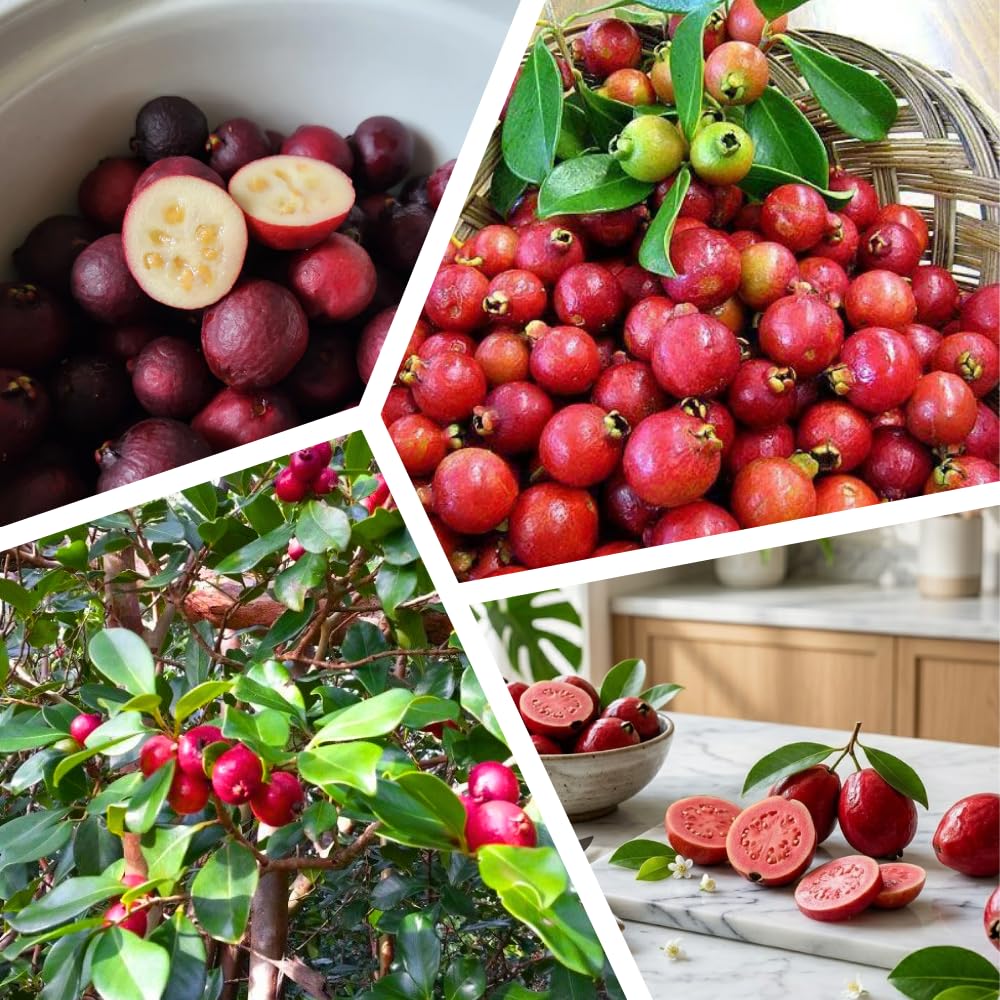Strawberry Guava Tree Live Plant, Guava Plants Live for Planting, 3 Gallon Pot, 2-3 Feet Tall, Sweet Tropical Fruit Tree for Patio, Backyard and Outdoor Garden, No Ship to CA