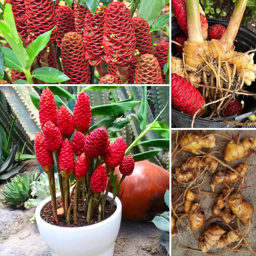 Set 10 Shampoo Ginger Roots, Zingiber Zerumbet Ginger Rhizomes, Not Plant Live, Pinecone Ginger Live for Planting