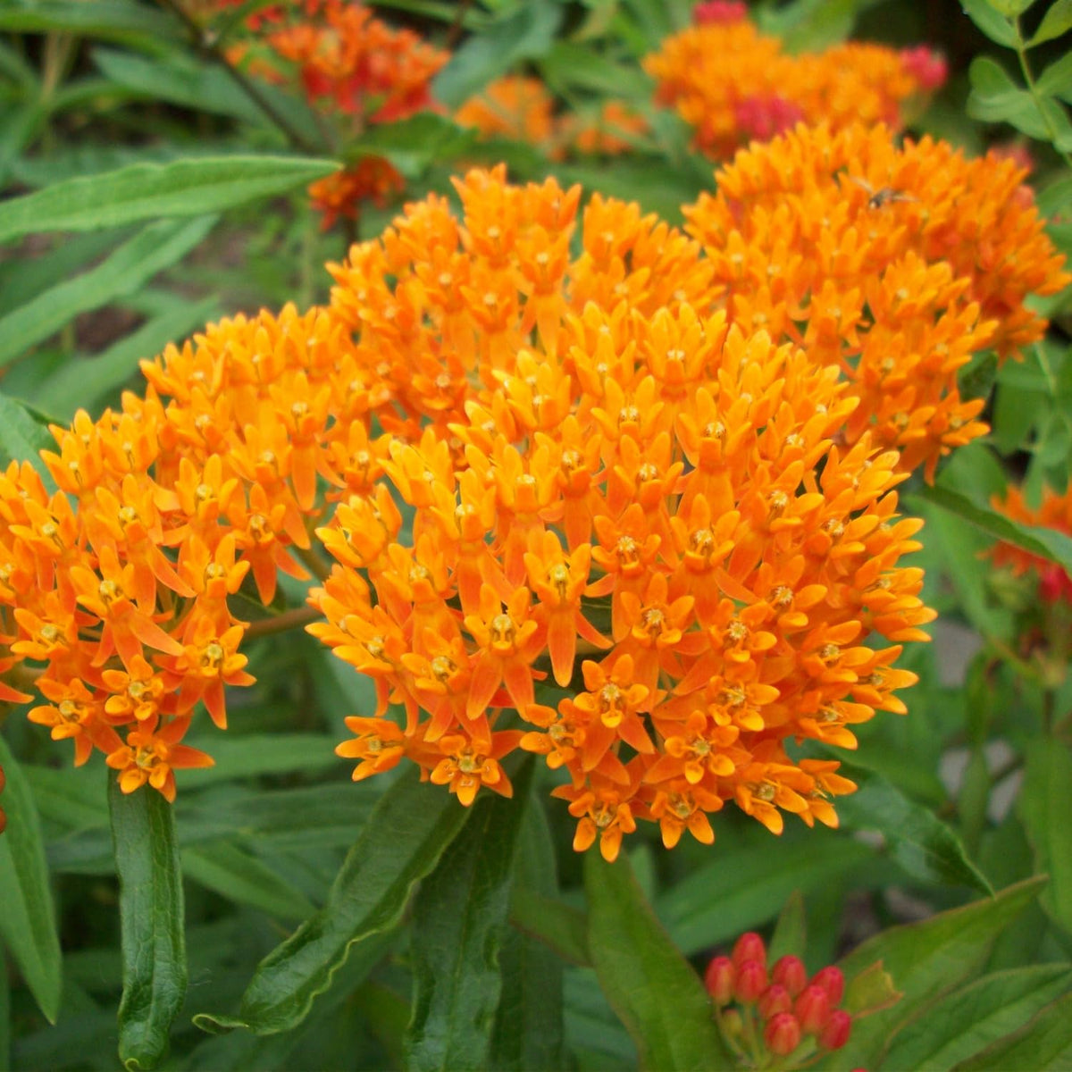 Set 4 Butterfly Milkweed Plants Live, Milkweed Live Plants, 5-8" Height, Ornamental Asclepias Tuberosa Perennial Flowers (Orange Milkweed)