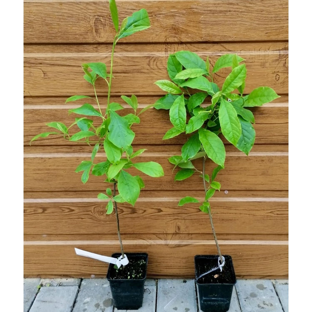 White Dogwood Tree, 8-14 Inch Tall, Quart Pot, Flowering Ornamental Tree for Outdoor Planting and Landscaping