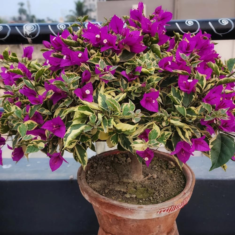 Set of 2 Bougainvillea Plants, Tropical Flowering Bougainvillea, Colorful Perennial Blooms, 5-8 Inches Tall for Indoor or Outdoor Planting (Variegated Purple Bougainvillea)