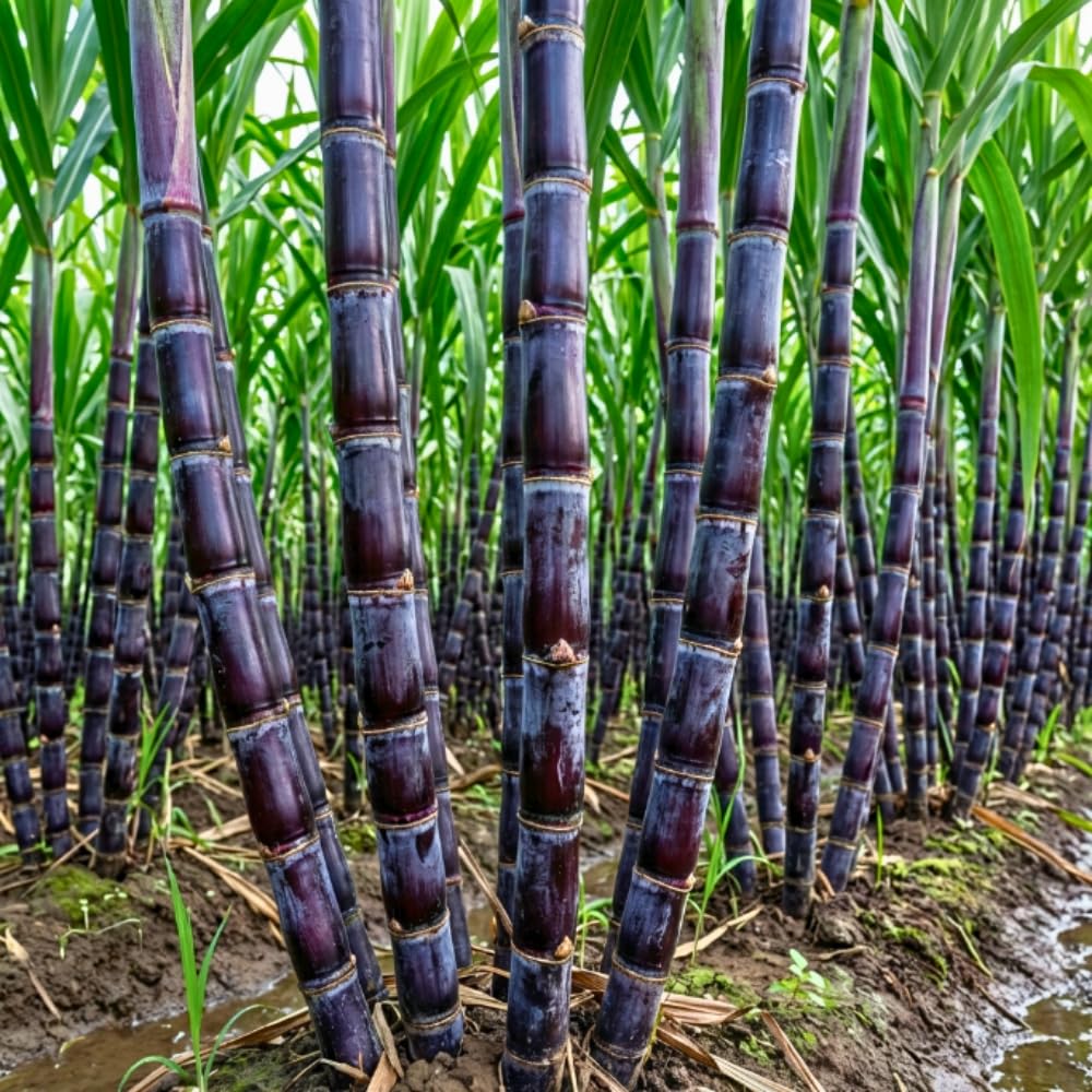 10 Purple Dark Sugar Cane Plants Live Stick Cuttings for Planting, 2-3" in Tall Each Cutting for Easy Growing Sweet Sugarcane, Fresh and High Yield