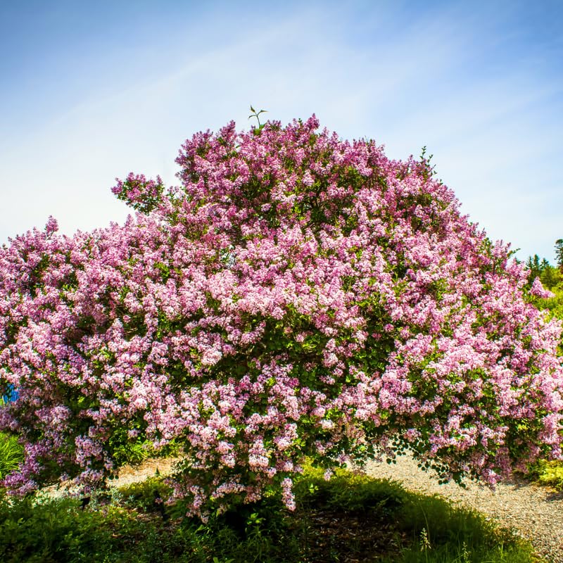 Common Lilac Plant, Hardy Purple Lilac Bushes in 4 Inch Pot, Fragrant Spring Blooms for Indoor Outdoor Planting, Dormant in Winter